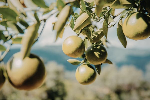 Edremit Körfezi’nde Zeytin Hasadı: Kalite Odaklı Randıman ve Stok Takibi